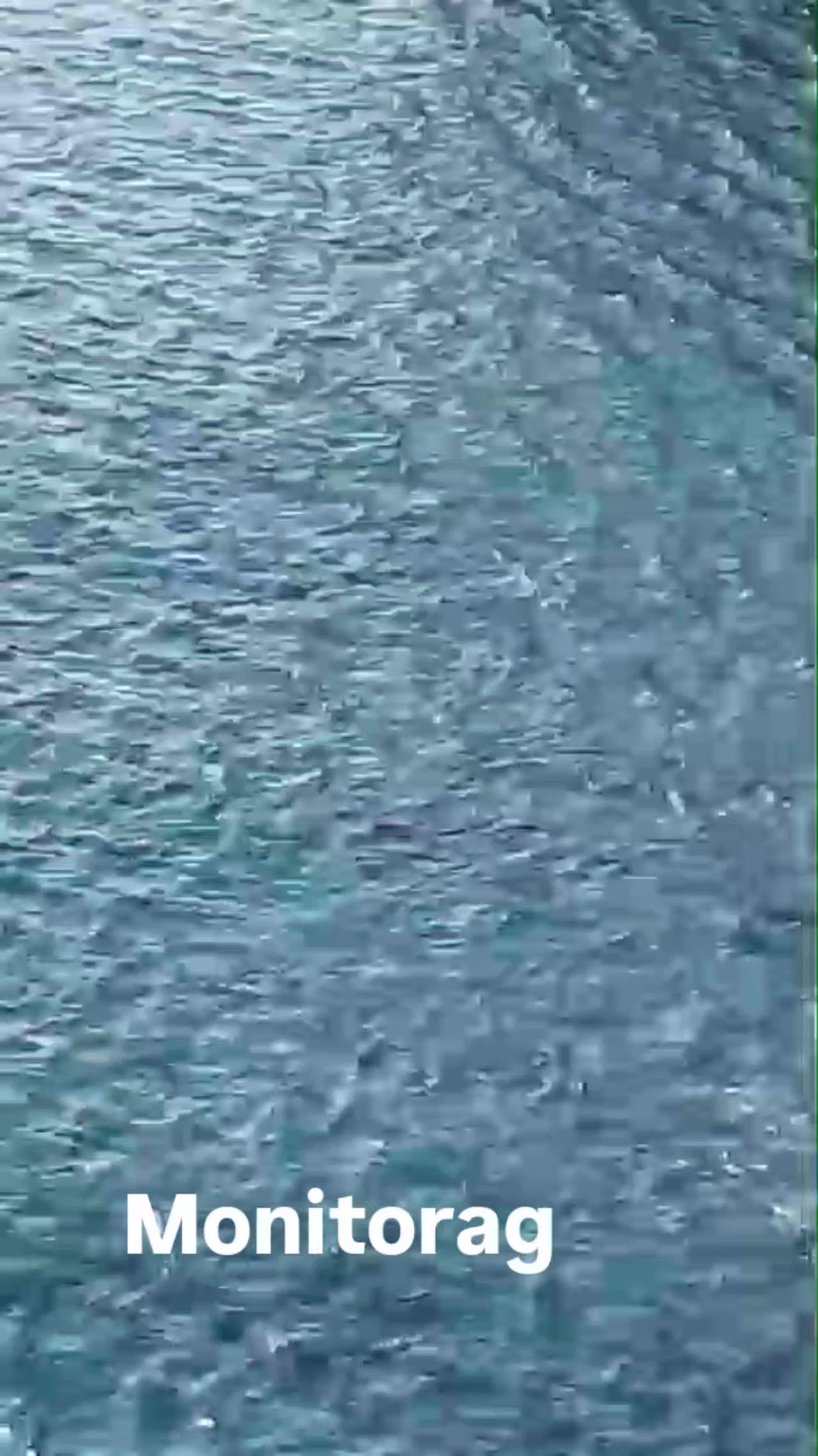 Foca monaca a Punta Campanella: fototrappole e DNA ambientale per seguirne le tracce