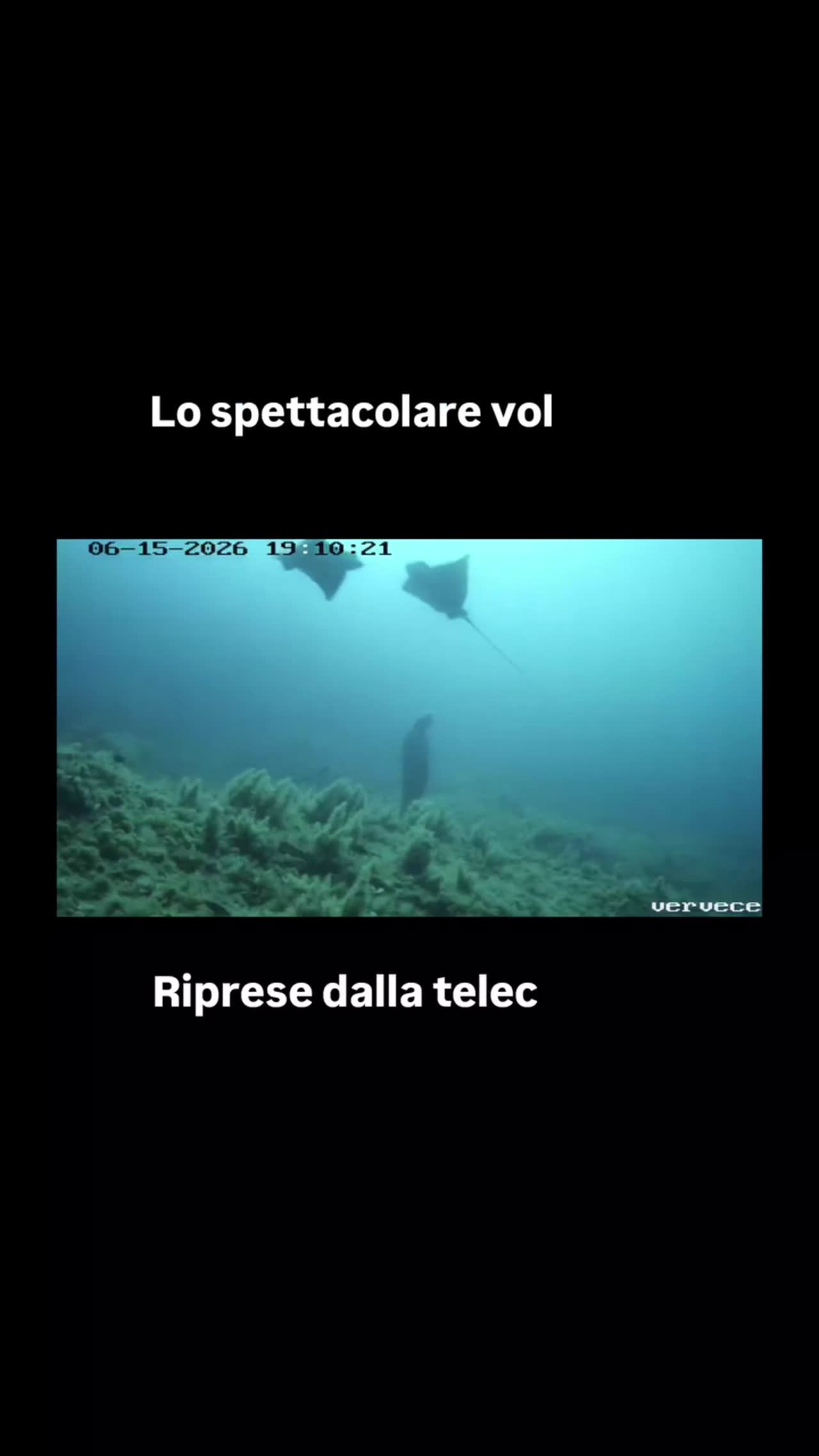 Il «volo» spettacolare delle aquile di mare nel santuario sommerso del Vervece
