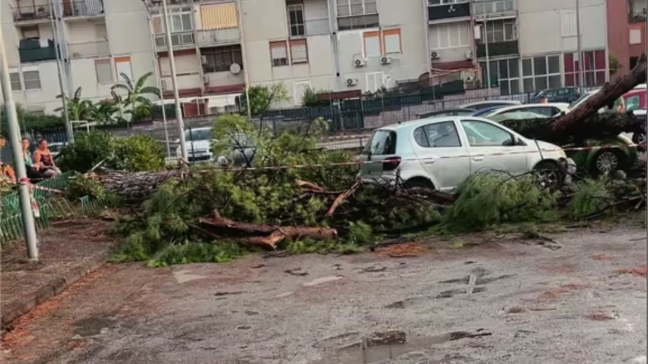 Maltempo ad Acerra, grosso albero si abbatte su cinque auto: sfiorata la tragedia in via Paganini
