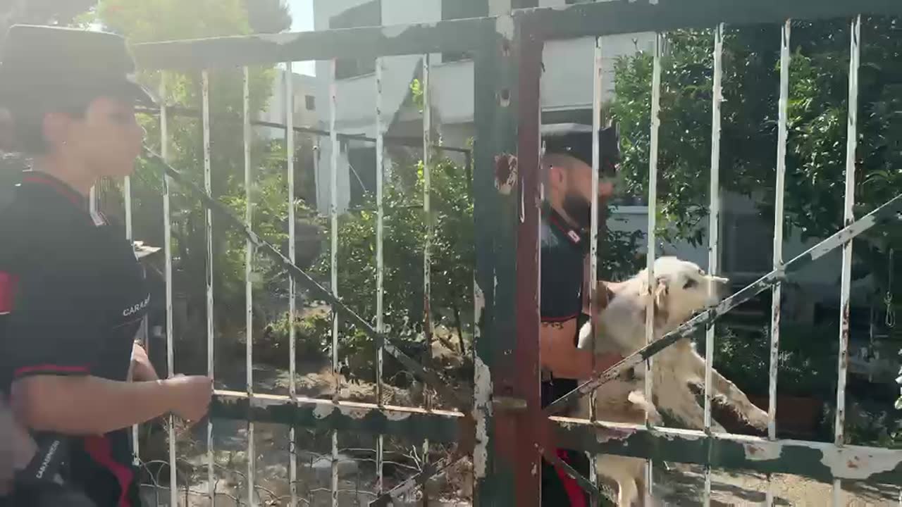 Campi Flegrei: cane salvato da un edificio pericolante