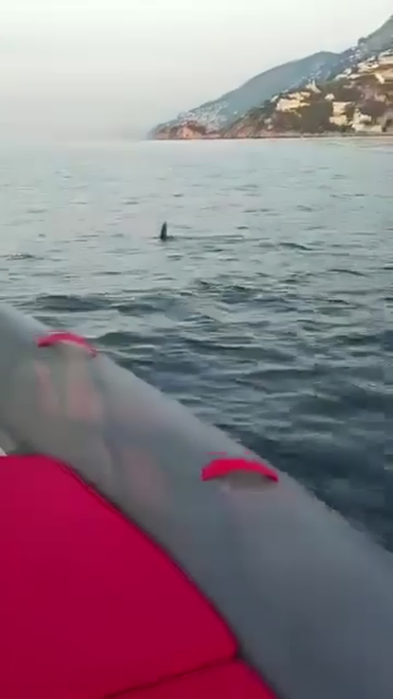 Lo squalo azzurro nel mare di Amalfi: il video è virale