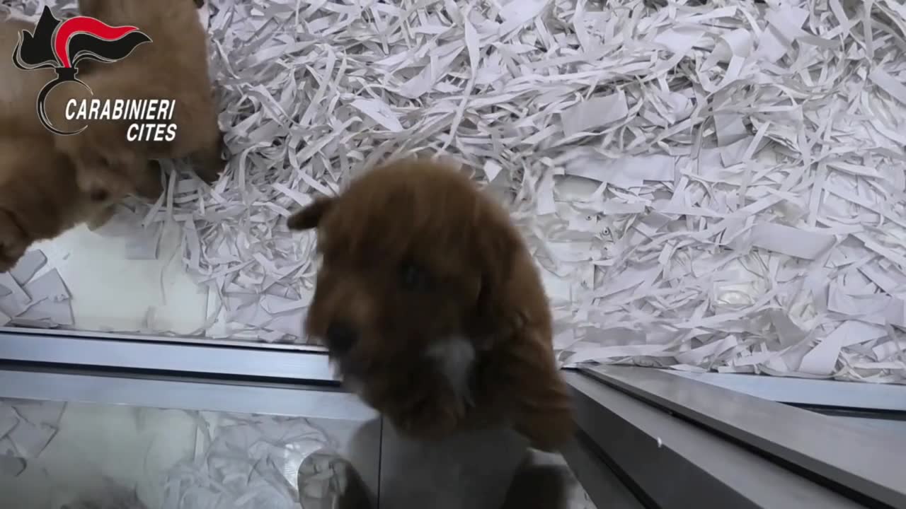 Napoli, ecco come funzionava la truffa dei cani: falsi pedigree, imbottiti di farmaci e venduti moribondi